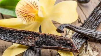 Premium Vanilla Beans – High Vanillin Content - CV Sai Prema - Indonesia